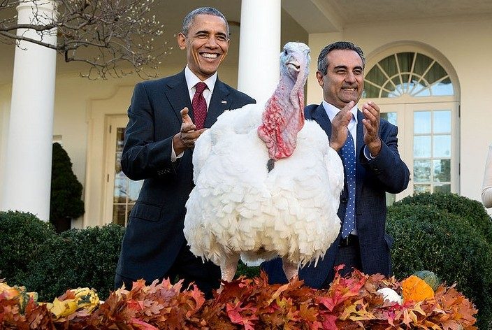 Pardoned turkey
