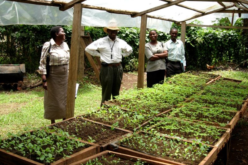 Four scientists look at seedlings in Uganda