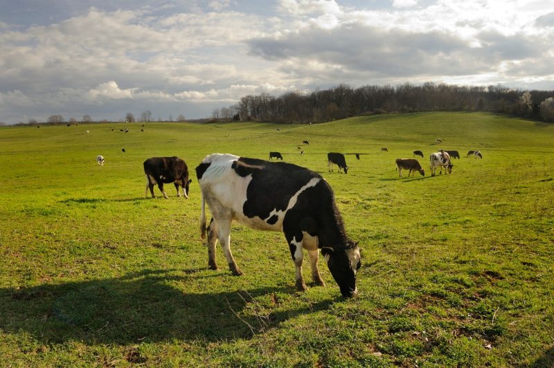 Cows graze on pastures
