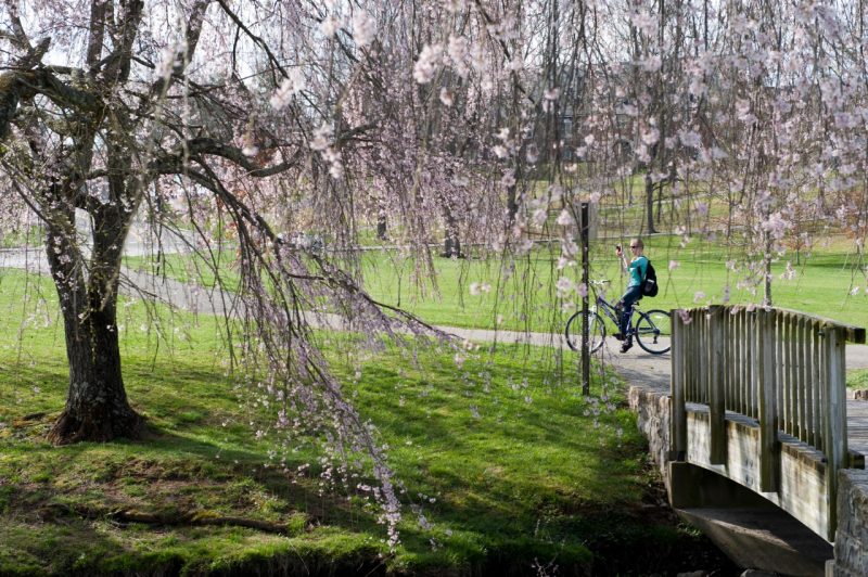 A bicyclist takes a photo of a cherry blossom tree on Virginia Tech's Blacksburg campus.