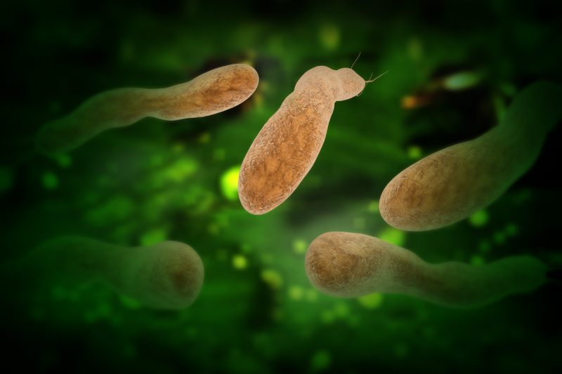 Researchers at the Biocomplexity Institute of Virginia Tech are exploring why H. pylori bacteria are harmful to some people, while providing health benefits to others.