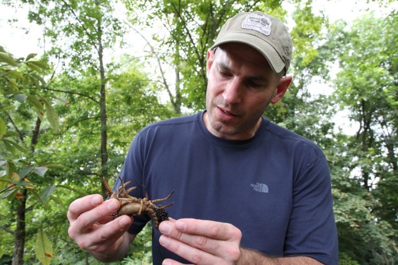 Bryan Brown, an expert in aquatic and community ecology, inspects a female crayfish carrying eggs at Sinking Creek in Newport, Virginia.