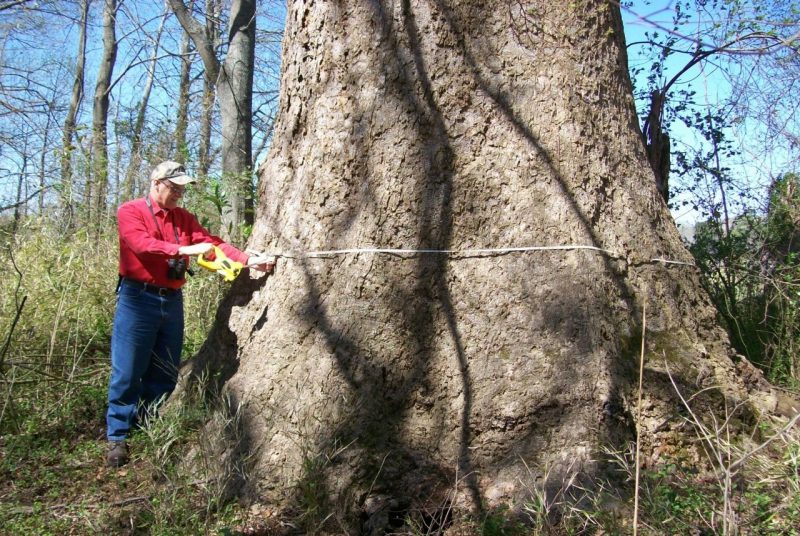 A man measures the trunk circumference of an enormous tree using a tape measure.
