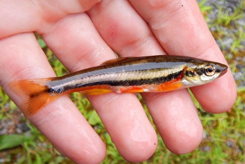 A Clinch dace held in a person's hand