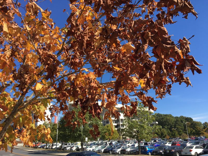 image of tree with dry leaves on the Virginia Tech campus