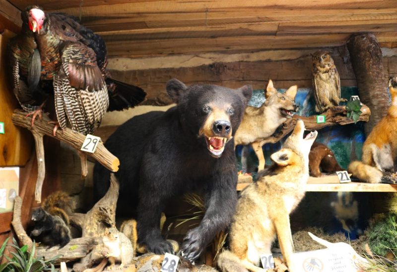 Black bear and other animals on display