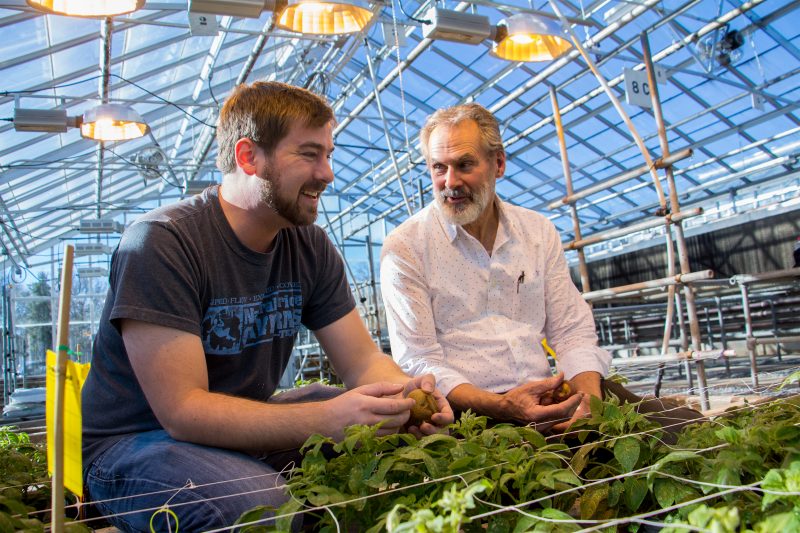 Parker Laimbeer (left) and Richard Veilleux examine specimens in their greenhouse. Laimbeer, an expert in endoreduplication, is working to alter genes in order to control the size of potatoes and to potentially increase yields. 