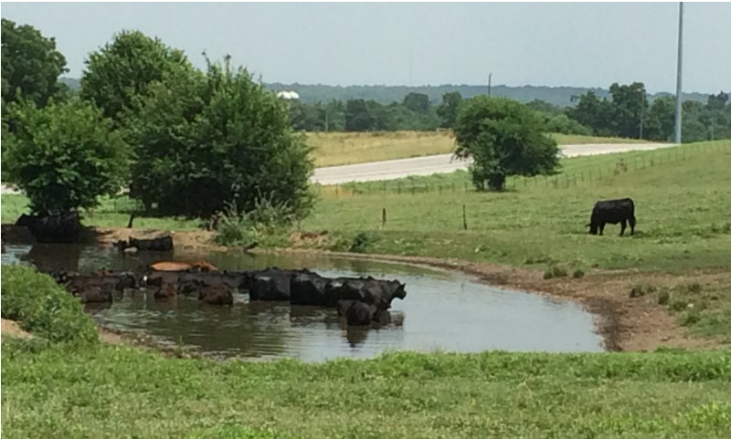 Angus cattle seek relief from summer heat and humidity wading in a pond. Fescue toxicosis reduces cattle’s natural ability to regulate its body temperature in both hot and cold weather.
