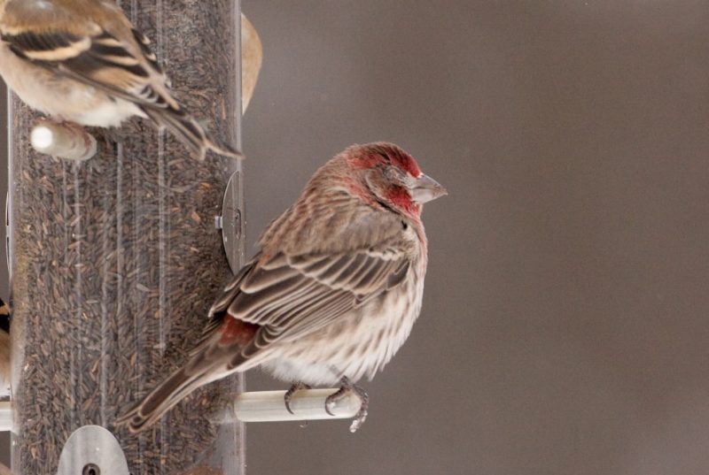 House finch with pink eye perches on bird feeder