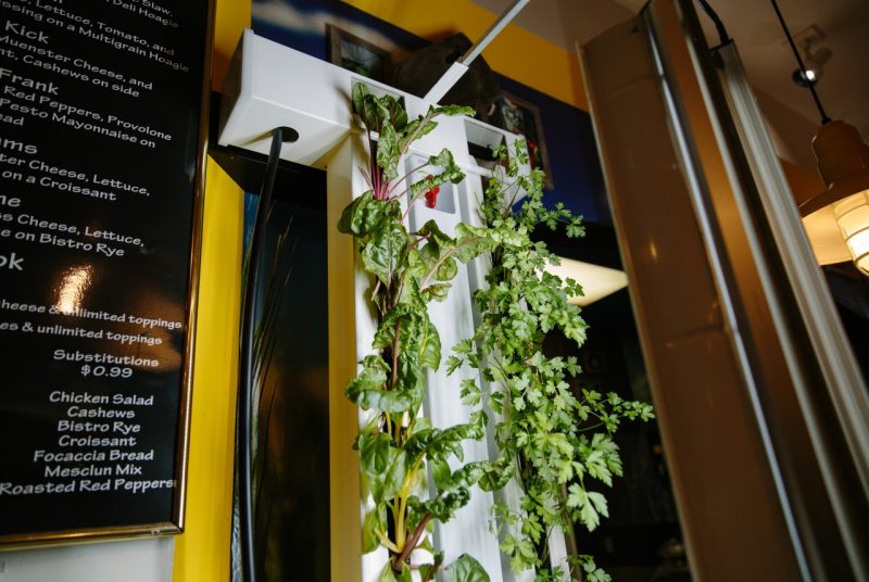 Herbs sprout from hydroponic systems installed on the wall at Owens Food Court.