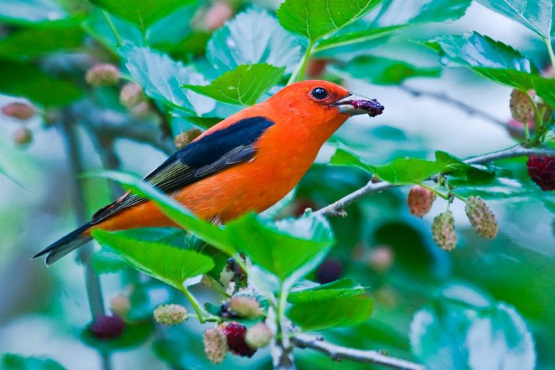 image of migratory bird 