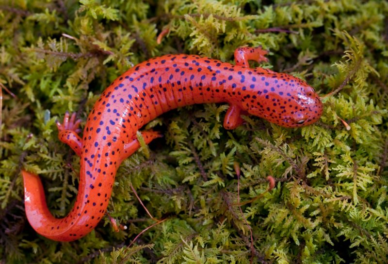 red salamander
