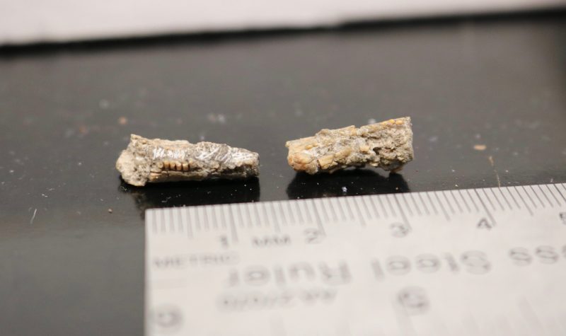 Two small fossils on a lab bench.