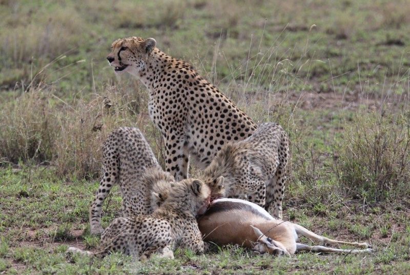 A mother cheetah keeps watch for predators while her cubs eat. Photo by Anne Hilborn.