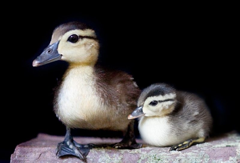 Wood duck mother and duckling