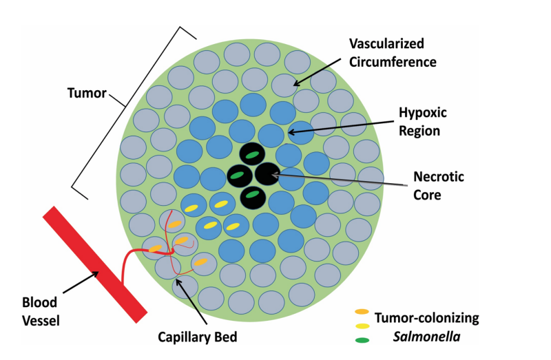 Model of how VNP20009 colonizes a tumor