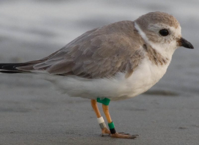 Piping Plover in winter plumage  Photo Credit: Sid Maddock