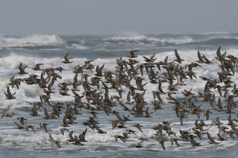 Flying Red Knots on Virginia coast. Photo Credit: Barry Truitt