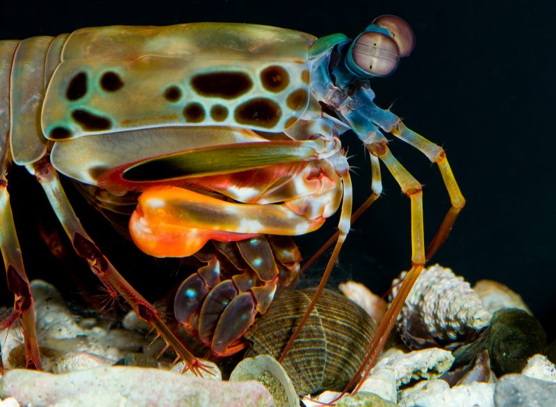 mantis shrimp striking a snail