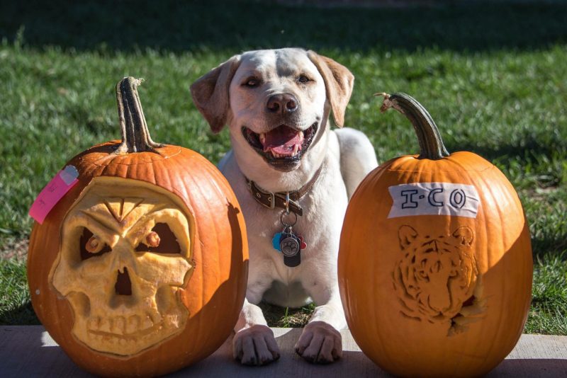 Image of a dog in front of pumpkins