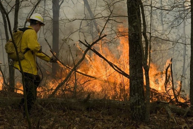Image of firefighter battling forest fire 