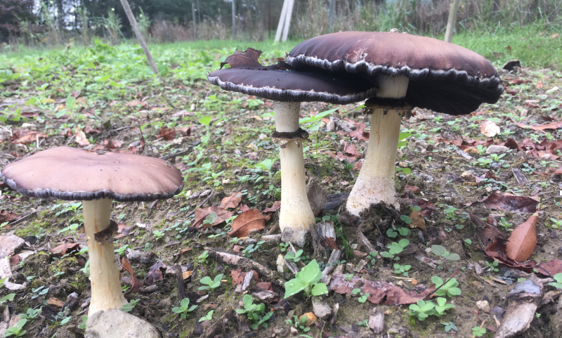 Mushrooms growing on wood chips