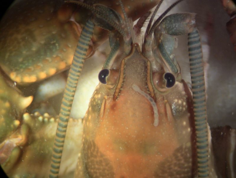 Crayfish with symbiotic worm on its head.