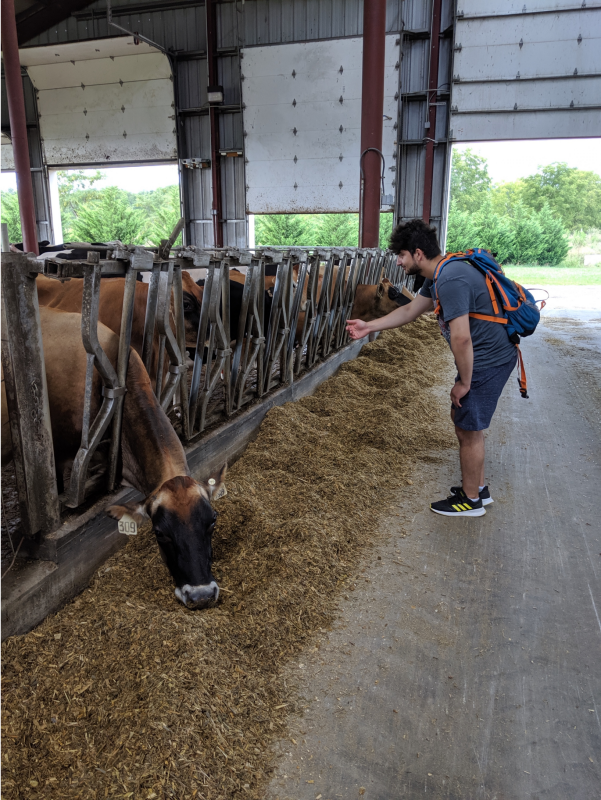 Student looking at dairy cows