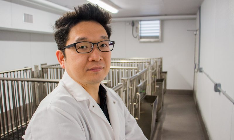 Lee is also working to help patients suffering from degenerative diseases such as Alzheimer’s and Parkinson’s, in addition to illnesses such as diabetes. By introducing human pancreatic cells to pigs and then transferring them to a human, the new, healthy pancreatic beta cells are capable of producing insulin, eliminating the need for daily shots.
