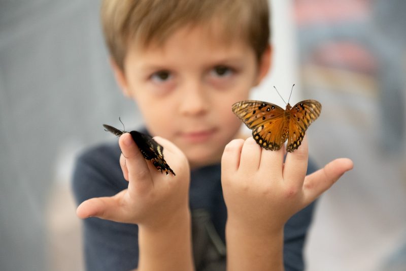 A boy holding butterflies