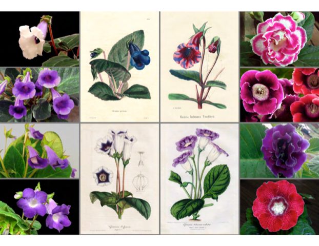 Variations of Florist’s Gloxinia, Sinningia speciosa