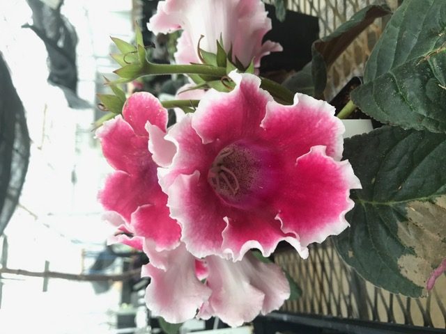 The physical traits of florist’s gloxinia, such as size, number of petals, and colors can be selected for by breeders. 