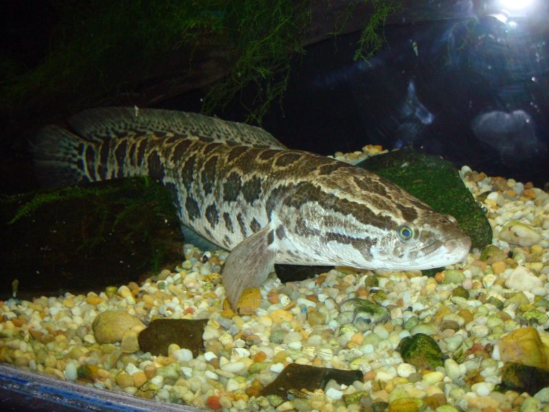 Northern Snakehead fish taken while sitting in aquarium on top of small  yellow and green pebbles