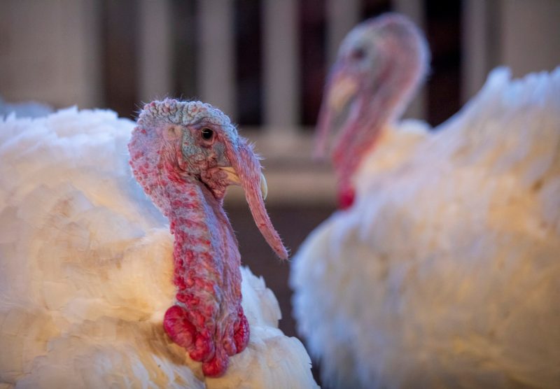 image of White House turkeys at Virginia tech 