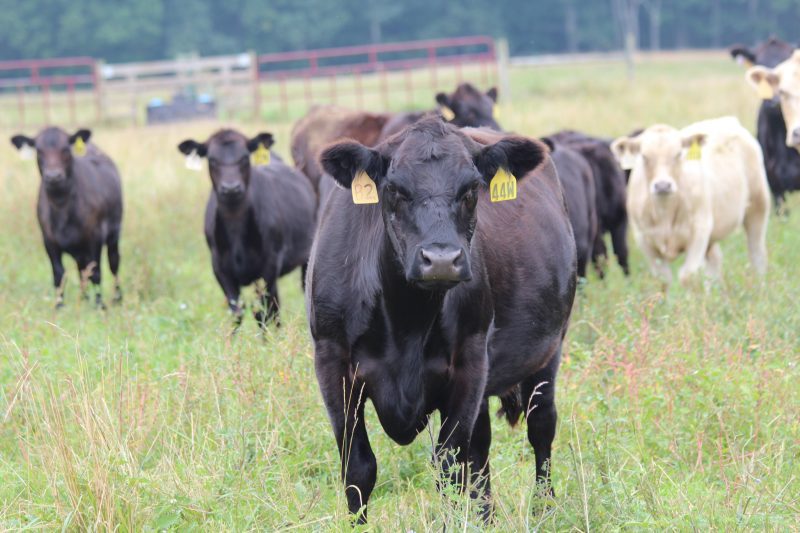 Image of beef cattle on farm 