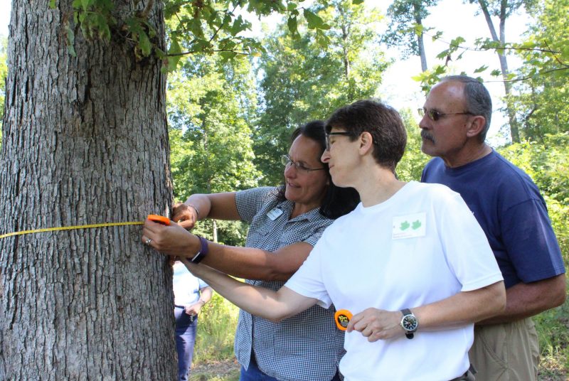 Two women and one man stand close to a large tree. The two women are using a tape measure around the circumference of the tree.