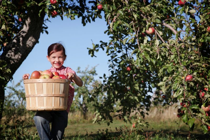 A girl carrying apples 