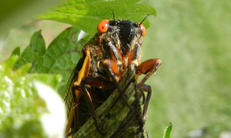 Periodical cicada adult