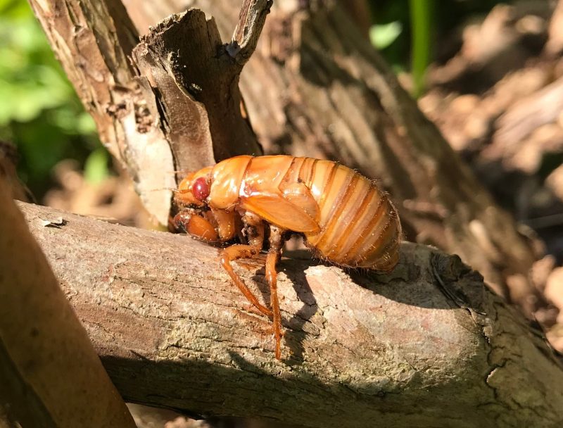 Periodical cicada nymph