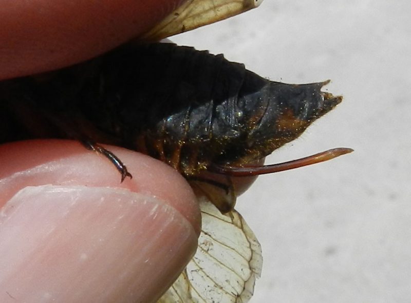 Periodical cicada female ovipositor