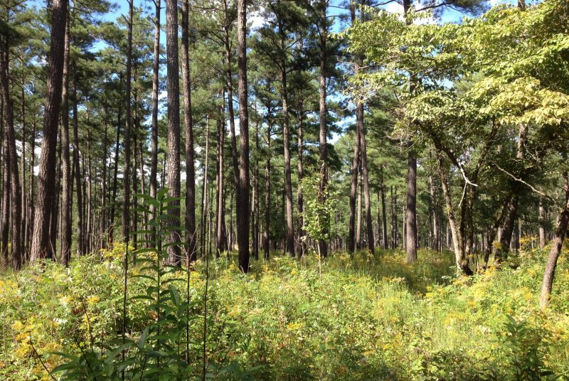 A dense forest grove
