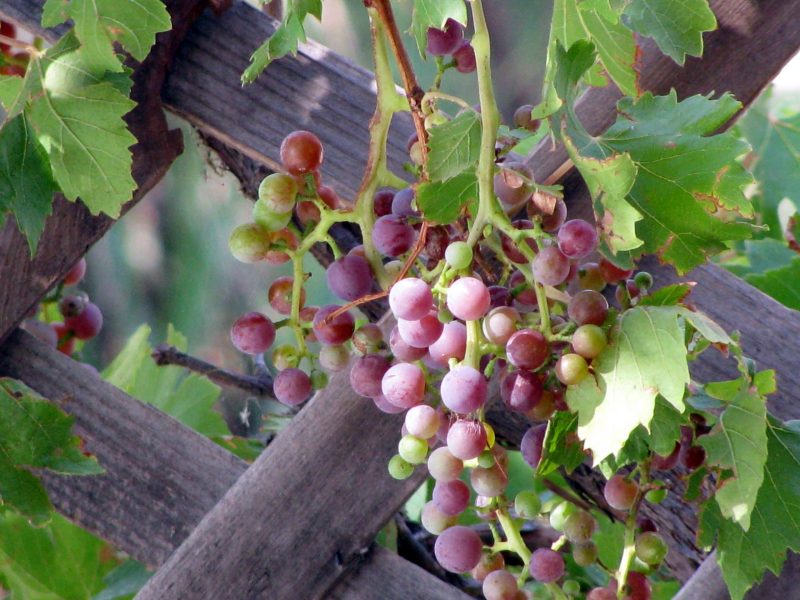 Grapes growing in a vineyard.