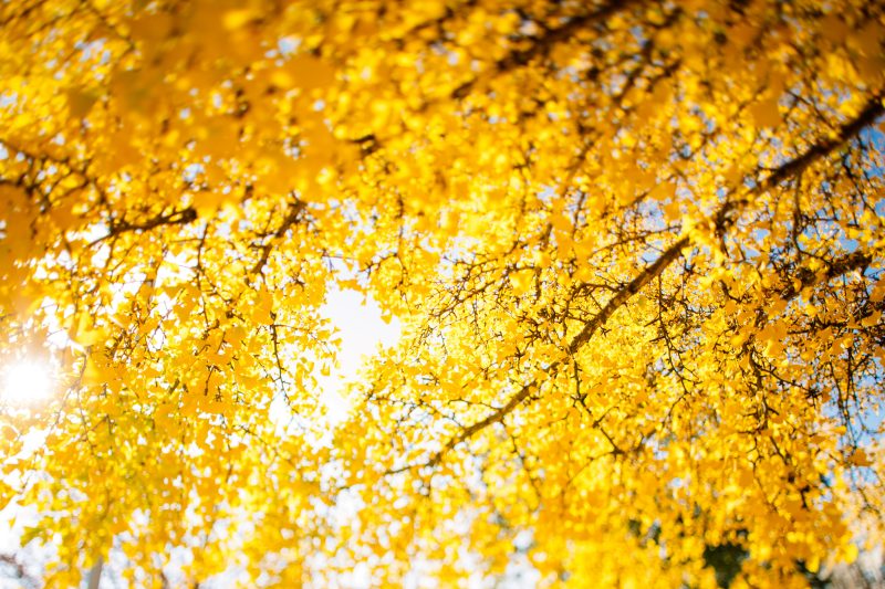 Yellow leaves on a tree can be seen against a setting sun
