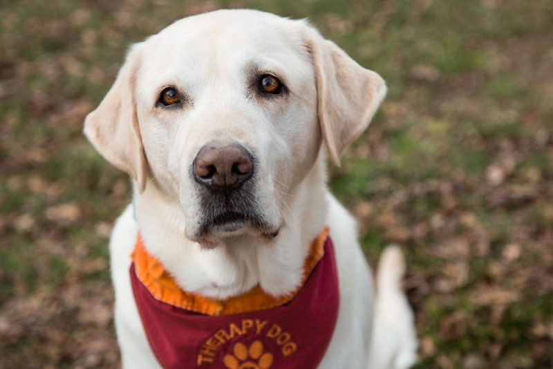 Moose, therapy dog for Cook Counseling Center at Virginia Tech