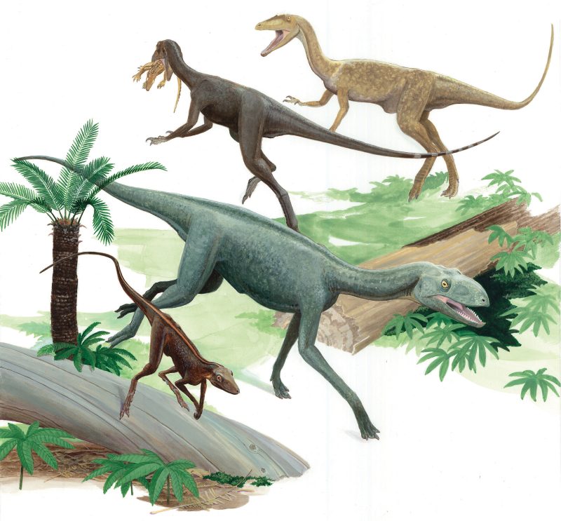 Artistic rendering of Dromomeron (foreground) and associated dinosaurs and relatives, based off of fossils from Ghost Ranch, NM. Illustration courtesy of Donna Braginetz.