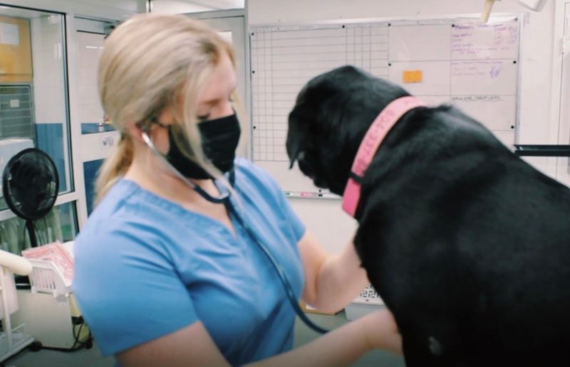 Emma Taylor examines a black dog inside a veterinary clinic during the COVID-19 pandemic.