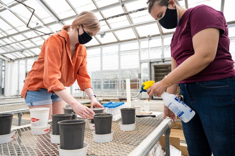 Clare Tallamy, left, and Kathlynn Lewis, right, members of the Virginia Tech Soil Judging Team, work on a NASA project attempting to grow vegetables in lunar soil simulant. Photo credit: Ryan Young