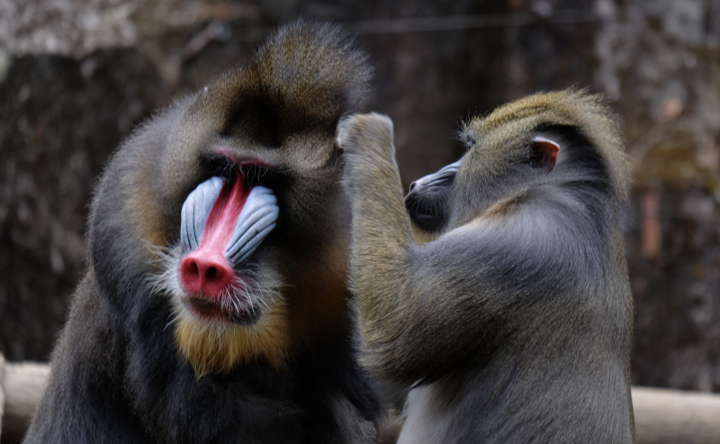 Mandrills, monkeys who have blue faces and red snouts, grooming each other. This type of monkey continues to care for sick family members while actively avoiding sick individuals who are not their close relatives. Photo courtesy of Adobe Stock / Hendra.