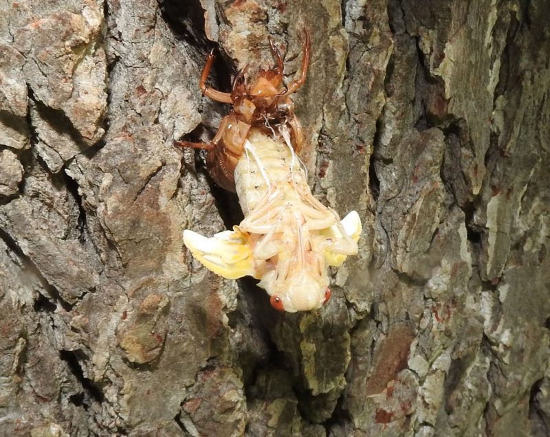 Periodical cicada emerging from husk