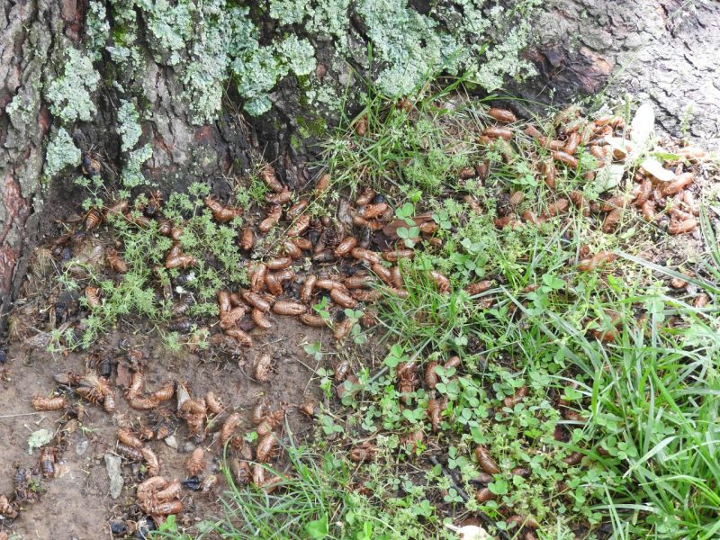 Periodical cicada cast off skins